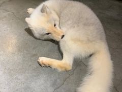 -more than meow吴止猫主题餐厅(承德 中船汇店)