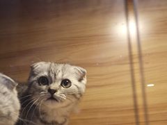 -喵百万·布偶·蓝金金渐层英短·猫舍(百子湾店)