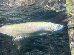 -上海海洋水族馆