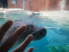 -秦皇岛乐岛海洋王国