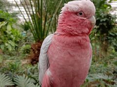 -南宫五洲植物乐园