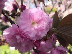 -高东镇樱花园