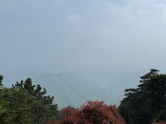 -天目山大树王景区