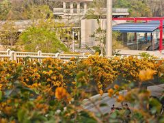 -金狮饼店(关闸马路店)