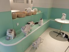 -怪兽屋·羊驼·猫咖·狗咖(俊华广场店)