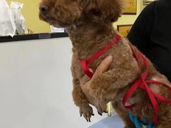 -瑞鹏宠物医院·爱宠堂·骨外专科(西荷分院)