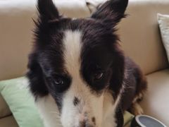 -瑞派申生动物医院·24H夜诊·国际动物医疗中心·骨外科(吴中路店)