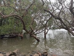 -宝安西湾红树林湿地公园