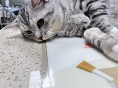 -动物缘宠物医院·骨科·猫科(西二环店)