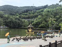 -西双版纳原始森林公园