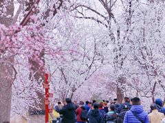 -桃花堤公园