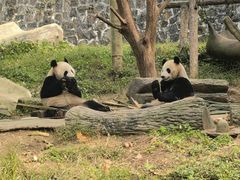-都江堰中华大熊猫苑