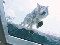 -西霞口神雕山野生动物世界