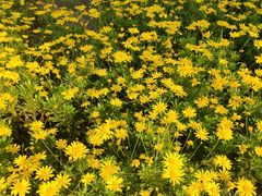 -汉长安城未央宫国家考古遗址公园