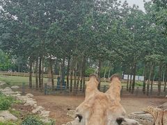 -大连森林动物园