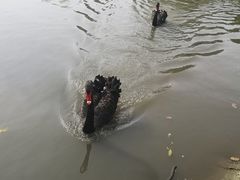 -鹅湖玫瑰文化园