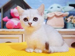 -70cat德文卷毛猫·缅因猫纯种猫舍