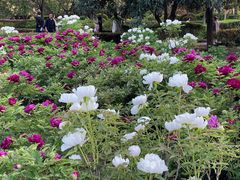 -洛阳市隋唐城遗址植物园