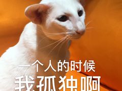 -飞行喵MR PILOT|猫舍·猫咖(静安大融城店)