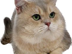 -爱洗澡的猫(望京店)