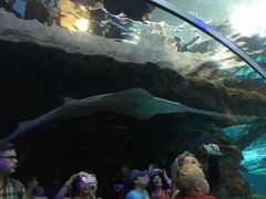 -瑞普利水族馆