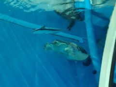 -北戴河圣蓝海洋公园