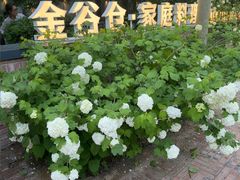 -金谷仓家庭料理(马泉营店)