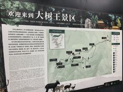 -天目山大树王景区