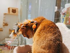 -momokira米努特·德文卷毛猫·棉花面纱犬