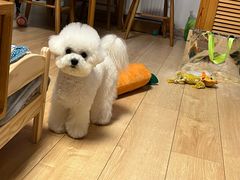 -帕帕拉兹宠物(亚洲旗舰店)