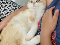 -东方名猫馆·英短金渐层布偶猫舍(环线广场1号楼店)