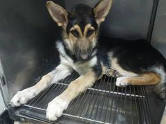 -小叮当动物医院·骨科·眼科