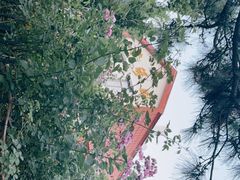 -八大关景区