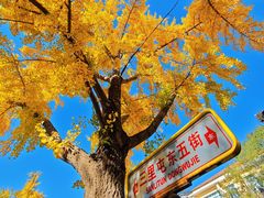 -三里屯东五街银杏大道