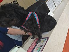 -艾贝尔宠物医院 ·内科全科(梁溪路店)