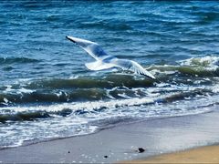 -青岛第一海水浴场