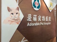 -美联众合宠物医院·爱萌分院·内外科·猫科中心