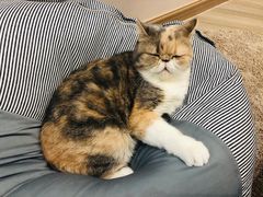 -酷豆宠物咖啡·宠物美食·撸猫馆