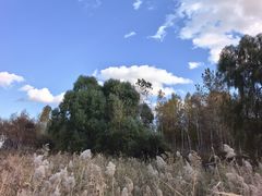 -哈尔滨大剧院