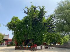 -大槐树寻根祭祖园