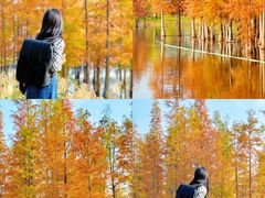 -白鹭湾湿地公园