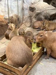 -Zoolung Zoolung动物主题公园(海信广场店)