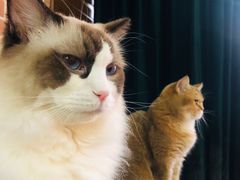 -蓝鲸·缅因猫舍