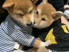 -猫色咖啡·猫咖