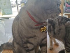 -平行世界·猫咖(首经贸店)