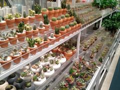 -KKV(东莞海德汇一城店)