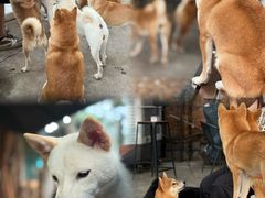 -柴犬高等学院·狗咖·柴犬售卖·宠物训练