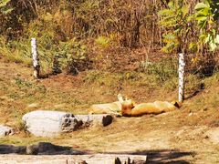 -北京野生动物园