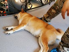 -喜柴咖啡·柴犬狗咖