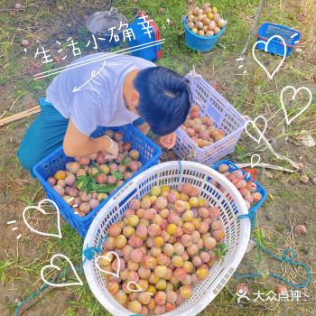 自家李子小产业，正式开摘售卖